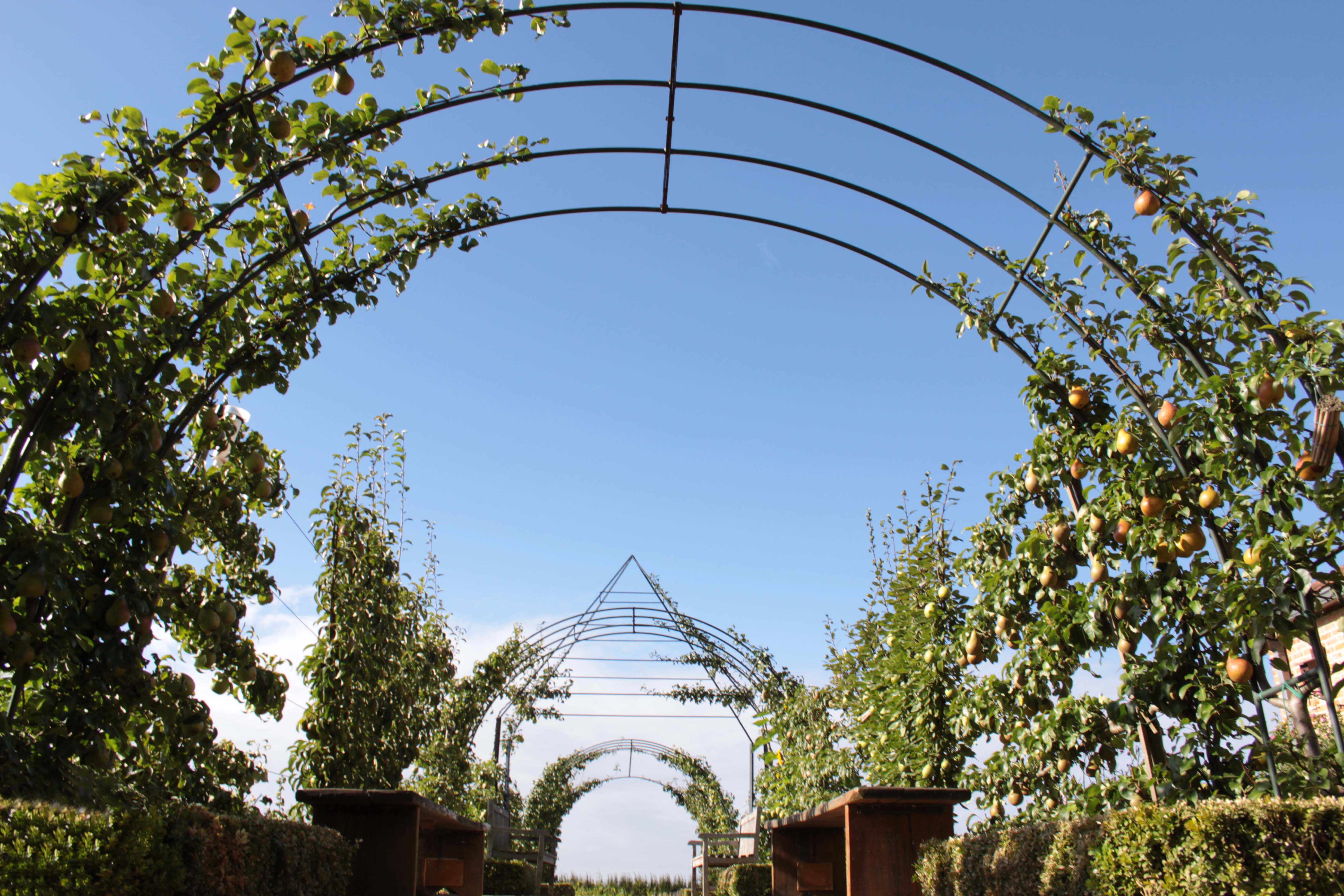 espalier fruit